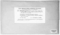 Phyllachora graminis image